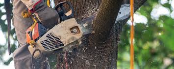 Best Tree Risk Assessment  in Squirrel Mountain Valley, CA