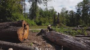 Best Storm Damage Tree Cleanup  in Squirrel Mountain Valley, CA