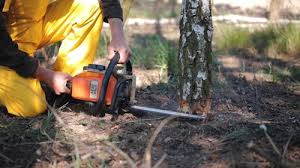 Best Commercial Tree Services  in Squirrel Mountain Valley, CA