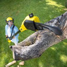Best Tree Cabling and Bracing  in Squirrel Mountain Valley, CA