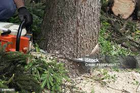 Trusted Squirrel Mountain Valley, CA Tree Care Experts
