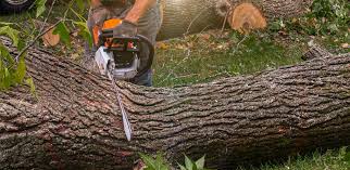 Best Lawn Irrigation Installation and Maintenance  in Squirrel Mountain Valley, CA