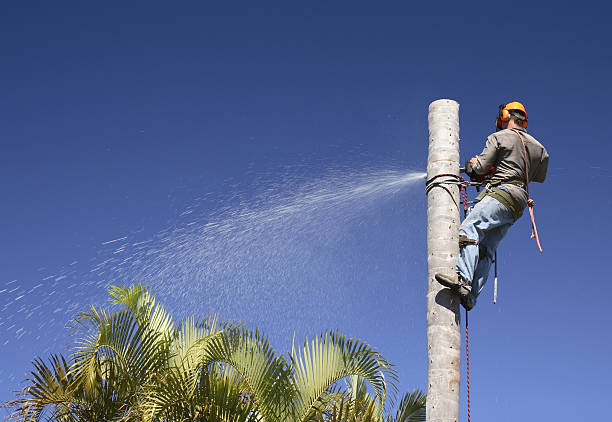 Best Stump Grinding and Removal  in Squirrel Mountain Valley, CA