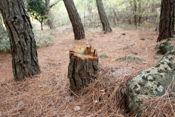 Tree and Shrub Care in Squirrel Mountain Valley, CA