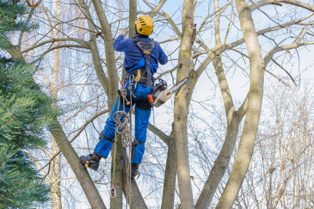 Best Hedge Trimming  in Squirrel Mountain Valley, CA