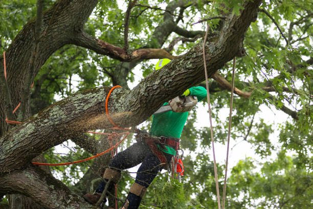 Best Lawn Renovation and Restoration  in Squirrel Mountain Valley, CA