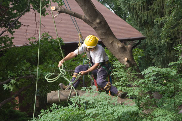 Best Lawn Mowing  in Squirrel Mountain Valley, CA