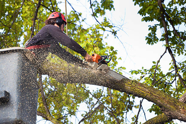 Best Tree Trimming and Pruning  in Squirrel Mountain Valley, CA