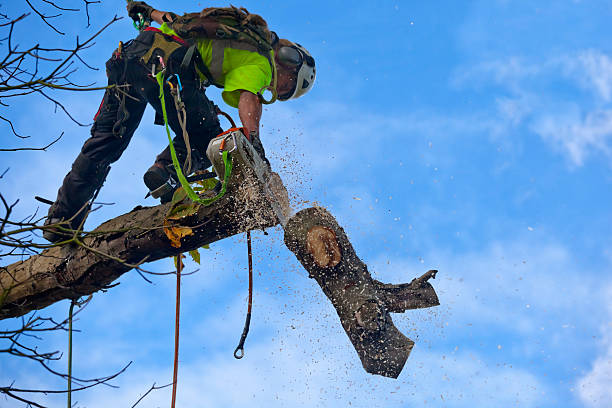 Best Tree Preservation Services  in Squirrel Mountain Valley, CA